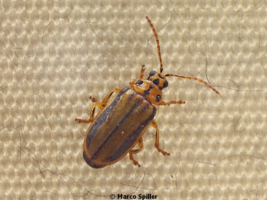Xanthogaleruca luteola